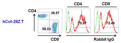 Anti-cotinine CAR transduction efficiency in human T cell