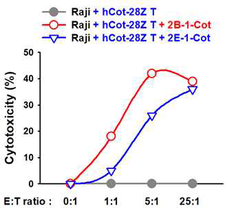 In vitro cytotoxicity test of anti-cotinine CAR T cells via cotinine-labeled anti-hCD40 Abs