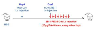 In vivo experiment schedule of antitumor effect of Cot-CAR T plus Cot-conjugated anti-hCD40 scFv-Ck in NSG human B cell lymphoma model