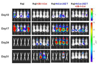 In vivo antitumor effect of Cot-CAR T plus Cot-conjugated anti-hCD40 scFv-Ck in human B cell lymphoma model