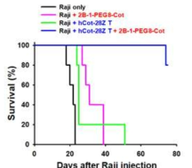 Survival curve of human B cell lymphoma model study