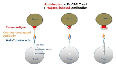 Hapten표적 CAR의 다표적기능 모식도