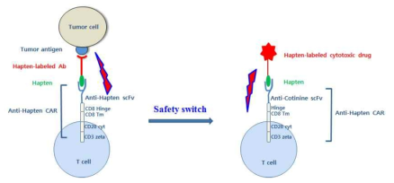 Hapten표적 CAR의 안전스위치기능 모식도
