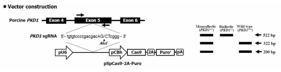 PKD1 유전자 결손을 위한 CRISPR/Cas9 vector 제작