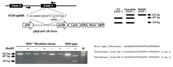유전자 편집에 의한 PI3K 유전자 결손 돼지 fibroblast 세포주 수립