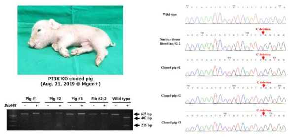 PI3K 유전자 결손 복제 돼지와 유전형 분석