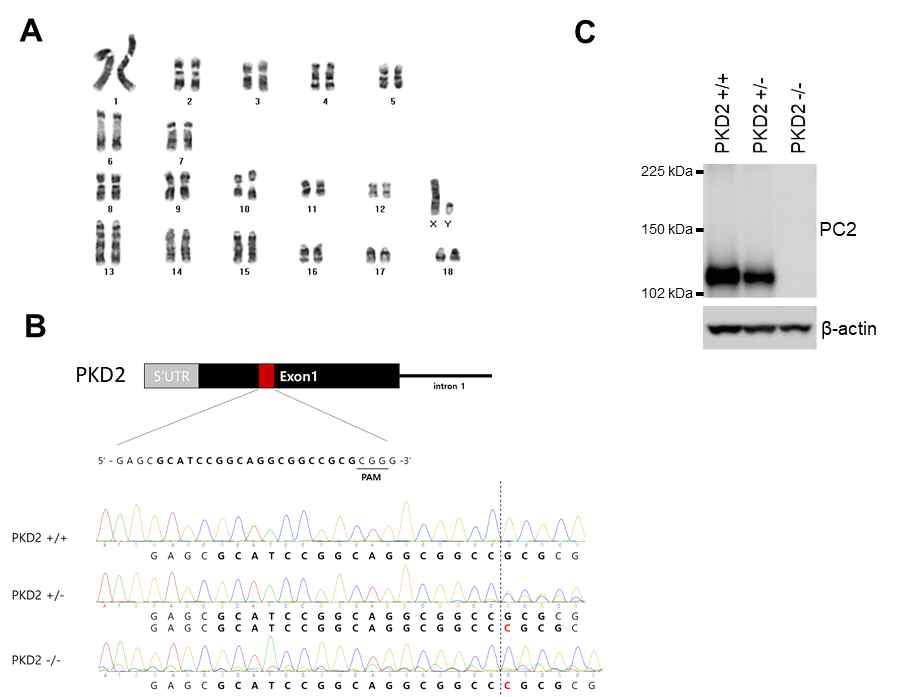 A: hTERT로 세포주화한 돼지 섬유아 세포의 Karyotype B: PKD2의 CRISPR/Cas9 타겟 부위의 염기서열 분석 C: PC2 단백질 발현양 비교