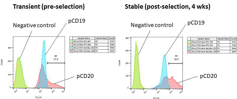 돼지 B세포 특이적 CD19 또는 CD20 분자를 과발현하는 항체 제작용 stable cell line 제작