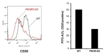 일반 돼지(WT)와 PIK3R1 KO 돼지의 혈액에서 CD20 분자 발현의 차이 조사