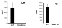 일반 돼지(WT)와 PIK3R1 KO 돼지의 혈청 내 면역글로불린 함량 차이