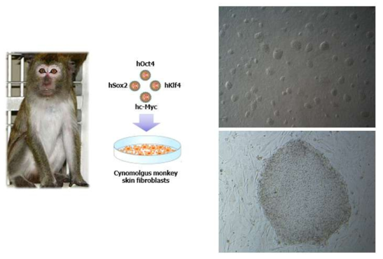 Cynomolgus monkey 유도만능줄기세포