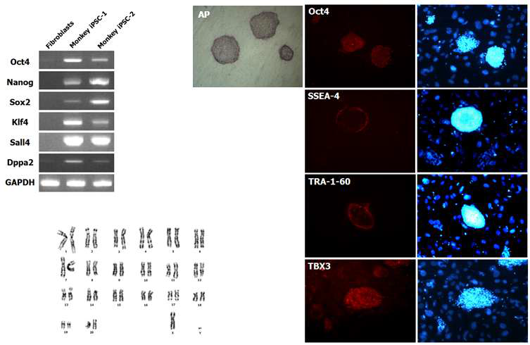 Cynomolgus monkey 유도만능줄기세포의 핵형과 전분화능 표지인자 발현