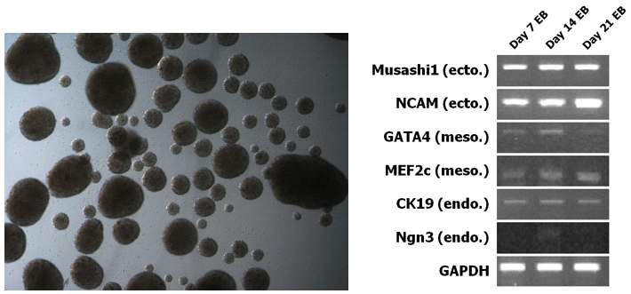 Cynomolgus monkey 유도만능줄기세포의 체외분화로 형성된 embryo bodies와 분화 marker 발현