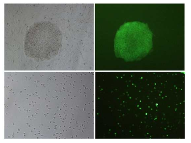 GFP 유전자가 도입된 cynomolgus monkey 유도만능줄기세포: iPSC colony(위), dissociated iPS cells(아래)