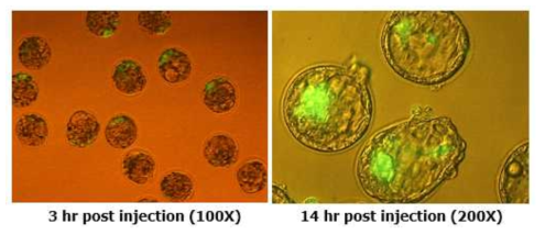 Cynomolgus monkey 유도만능줄기세포에 의한 마우스 배반포기 수정란의 포배상보