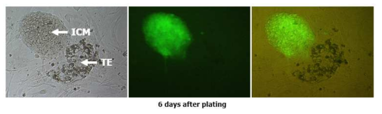 포배상보 후 배반포기 수정란의 outgrowth; GFP-iPESC가 선택적으로 ICM에 incorporation 됨