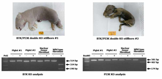 BTK/PI3K double knockout 복제돼지 사산자 및 유전형 분석