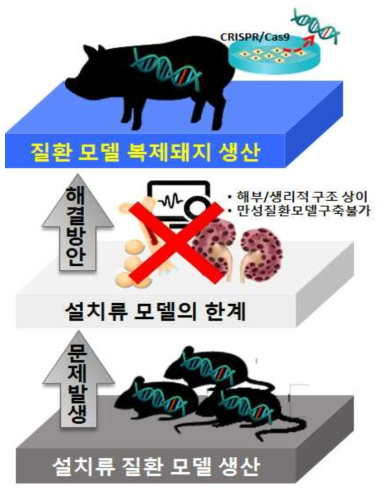 난치성 신장/면역 질환 모델 돼지 생산의 중요성