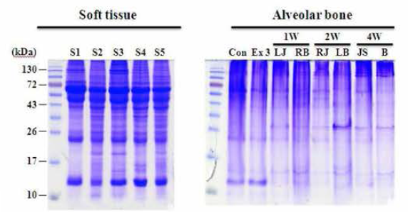 연조직 및 경조직 단백질 추출 검증