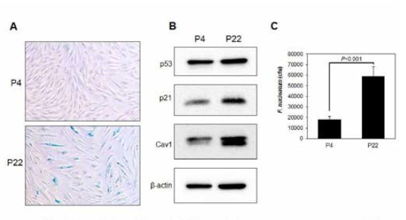 Gingival fibroblast passage 4와 passage 22 세포의 노화 확인 A. beta-galactosidase의 활성의 염색. B. P53, P21, Caveolin-1의 단백질 발현 분석. C. F. nucleatum의 침윤