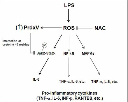 감염의존형 cytokine발현 조절에 대한 PrdxV의 기능