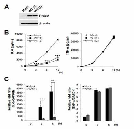 PrdxV의 과발현에 의한 대식세포내 IL -6 발현의 저해