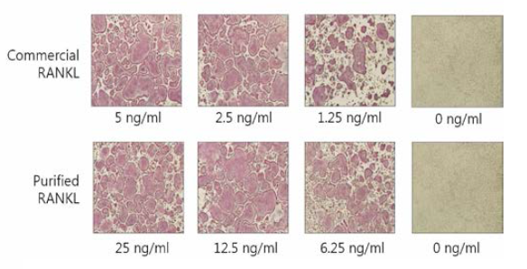 분리정제된 RANKL의 파골세포 분화활성 평가