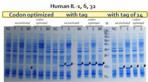 Ramp 와 localize signal 조합에 의해 과발현이 유도되는 human cytokine