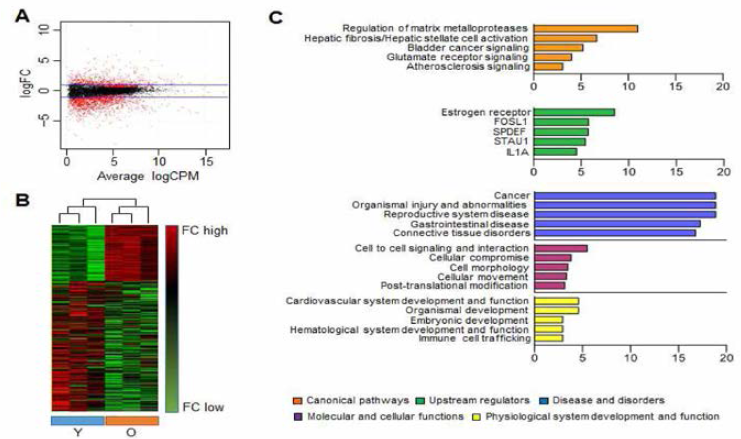 어린 연령과 노령의 잇몸 조직에서 RNA sequencing을 이용한 유전체 분석 A . 어린연령 (Y ) 과 노령 (0) 에서 차등발현되는 유전자들의 plot. B . 각 샘플에 대한 clustered heatmap. 녹색: 저발현，빨간색: 과발현 되는 유전자. C. IPA를 이용한 잇몸 조직의 노화와 관련있는 카테고리 분석