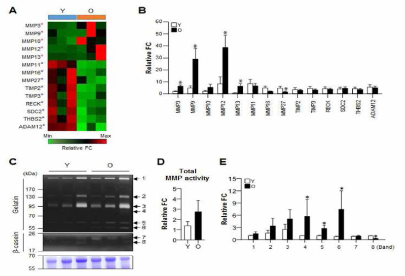 노화 잇몸 조직에서 MMP 조절 pathway 관련 유전자들의 발현 RNA seq.(A ) 및 Real-time PCR(B ) 에 의한 MMP 조절 관련 유전자들의 발현 분석 및 검증. C-E . MMP 활성도 평가