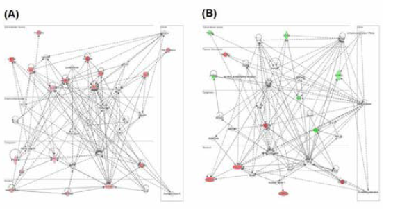 Subcellular networks predicted by IPA in DEGs