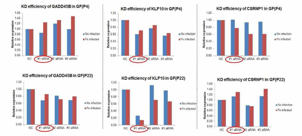 siRNA efficiency for GADD45B , KLF10, CSRNP1 knockdown in GF (P4) and GF (P22)
