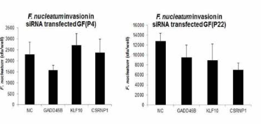 F . nucleatum invasion in GF (P4) and GF (P22) transfected with GADD45B , KLF10, or CARNP1 siRNA