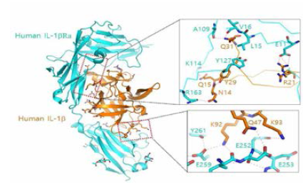 Prediction of binding of IL-lb and IL-IbRa