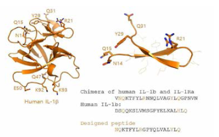 Putative competitor peptide