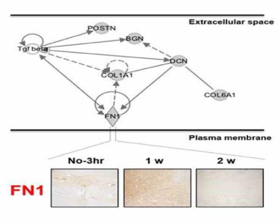 FN1 관련 단백질의 세포내 네트워크