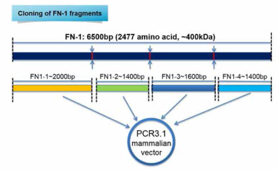 FN1의 fragment별 벡터 제작