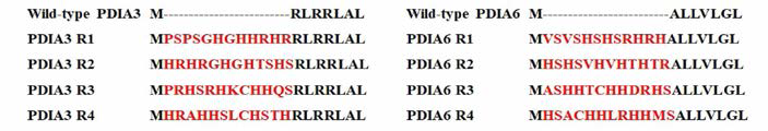 PDIA3와 PDIA6 과발현 유도 태그 서열