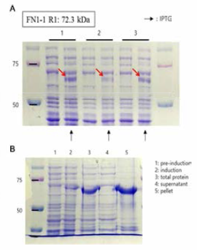 FN1-1 R1의 발현유도 및 가용성 확인