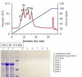 FN1-1 R1 정제를 위한 이온교환 크로마토그래피