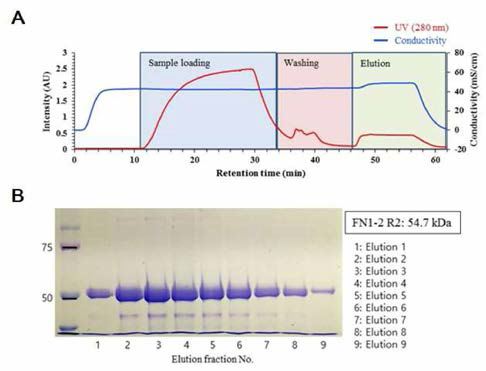 Nickel 크로마토그래피를 이용한 FN1-2 R2의 정제