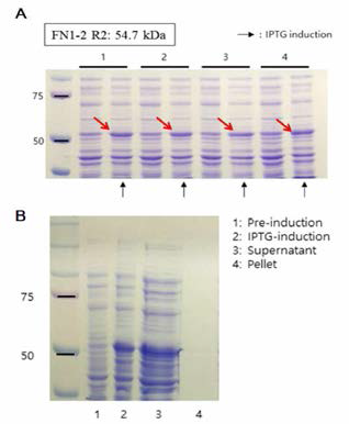 FN1-2의 발현유도 및 가용성 확인