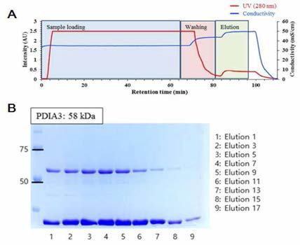 Ni-친화 크로마토그래피 이용한 PDIA3 R1 정제
