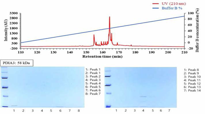역상 크로마토그래피를 이용한 PDIA3 R1의 정제