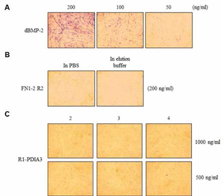 타깃 단백질의 조골세포 분화능 조사 . A , BMP2, B，FN1-2 R2， C，PDIA3 R1