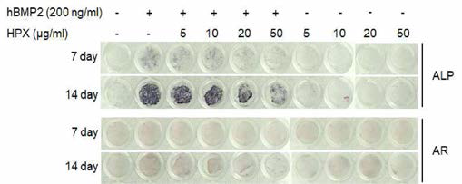 HPX에 의한 BMP2 유도 조골세포 분화 억제