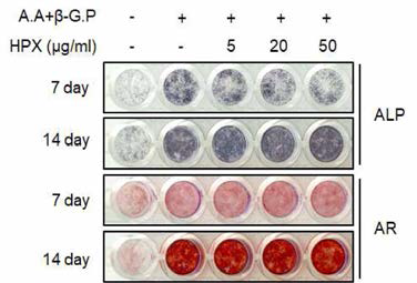 HPX에 의한 A.A+β-GP 유도 조골세포 분화 억제