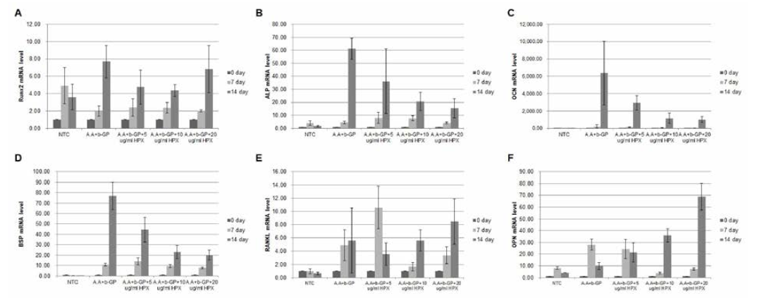 A.A+β-GP 유도 조골세포 분화 시, HPX에 의한 조골세포 분화마커의 발현 조절