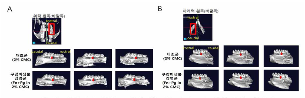 치주질환 동물 모델의 치조골 마이크로 씨티 촬영 이미지