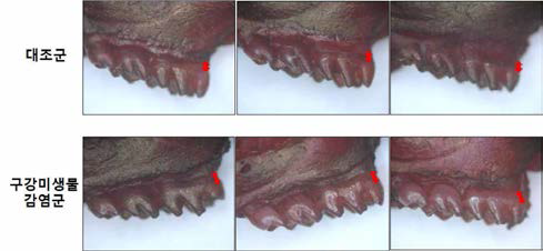 치주조직과 치아의 현미경 관찰
